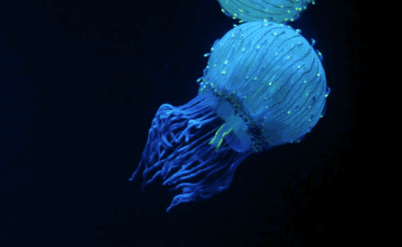 0300ja39-6484-402x247.gif