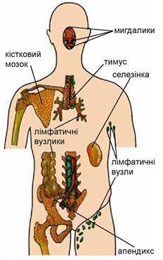 0300jak5-7c25-232x369.jpg