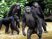 Chimps go ape for cinema: is this the beginning of the end for mankind? | Movies | The Guardian