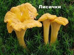 Їстівні гриби