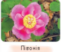 0300jpfw-77c9-165x141.png
