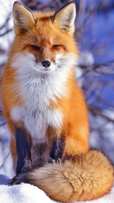 0300jtct-2547-451x800.png