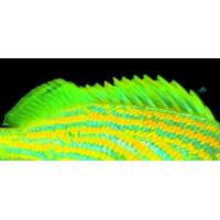 0300jthx-bd09-200x200.jpg