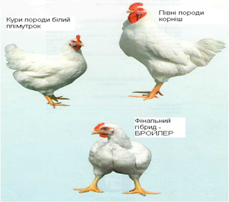 0300jzvb-a7a8-330x291.png