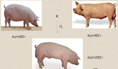 0300jzvg-c406-498x291.png