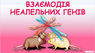Презентація на тему " Взаємодія неалельних генів"