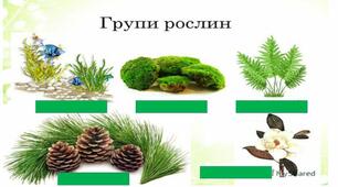 6 клас "Екологічні групи рослин"