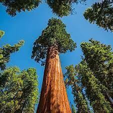 Купить Саджанці Секвойя вічнозелена (Sequoia sempervirens) от интернет-магазина "AGRO-LANDING"