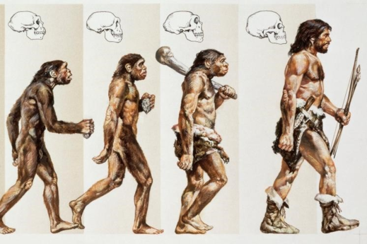 Эволюция человека: этапы и поиск переходного звена | Evolution, Human species, Creation science