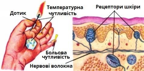 рецептори.jpg