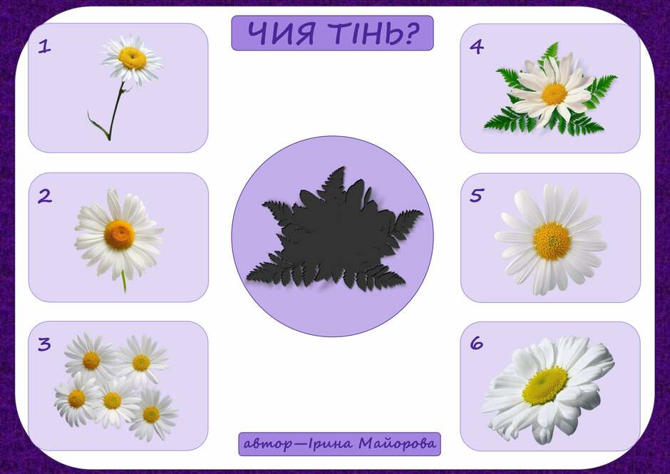 На зображенні може бути: квітка