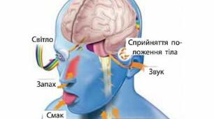 Зв*язок організму людини з зовнішнім середовищем