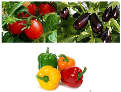 0300kjmj-72f8-412x314.png