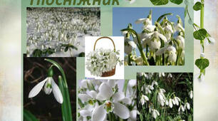 Міжнародний день підсніжника