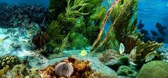 Underwater environment