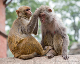 Monkeys grooming each other at the sacred Swayambhunath, T… | Flickr