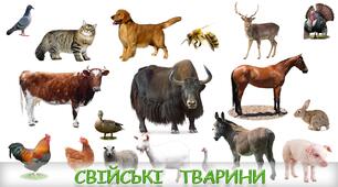 Свійські тварини.