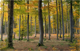 0300l50o-f225-260x166.png