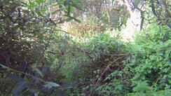 0300l7ei-1ec6-244x137.jpg