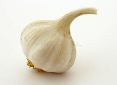 Bulb of Garlic stock image. Image of isolated, garlic - 2683579