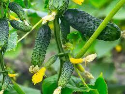Best Companion Plants for Cucumbers & Which to Avoid