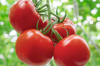 Tomato (টম ট ) 500 g - Buy Fresh Vegetables Online