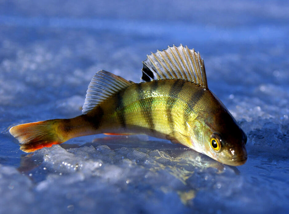 0300lfjz-26f7-940x696.jpg