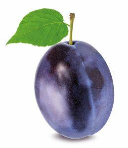 Plum trees for sale. Organic. Buy plums online from nursery.