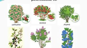 Інтегроване заняття-подорож у вигляді презентації  "Дерева та кущі"