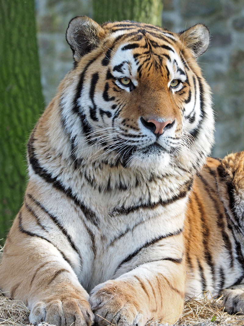0300lk41-d677-800x1067.png