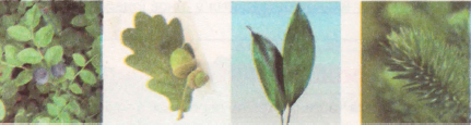 0300lmff-2784-431x115.png