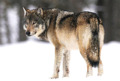 0300ls7d-52aa-120x81.jpg
