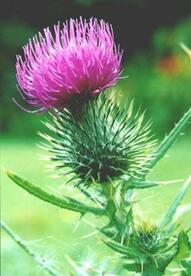 An Ode To A Thistle