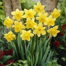 Daffodil Plants For Sale | Narcissus Plants | Sale