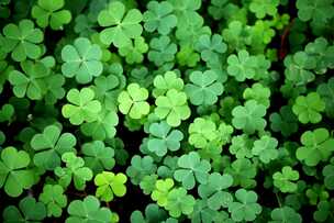How to Take Care of a Shamrock Plant