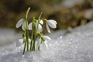 0300m26r-d862-186x124.png