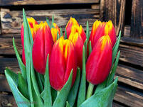 Тюльпан красно-желтый /Tulipa/