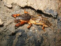 0300mcdu-69f1-261x196.jpg