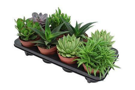 Сукуленти (Succulenten Mix (215) (gr)): продаж, ціна у Київській області. Горшкові рослини від "VAMFLOWERS" - 1421932137