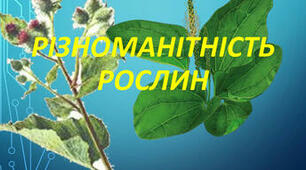 Контрольна робота за темою "Різноманітність рослин" 