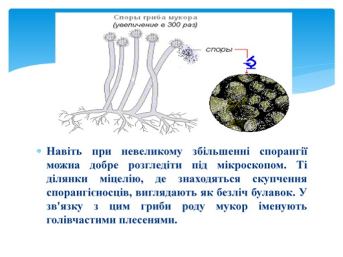 0300mhn2-f73f-684x513.png