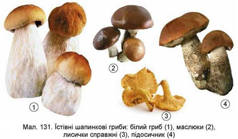 0300mhno-e758-828x484.png