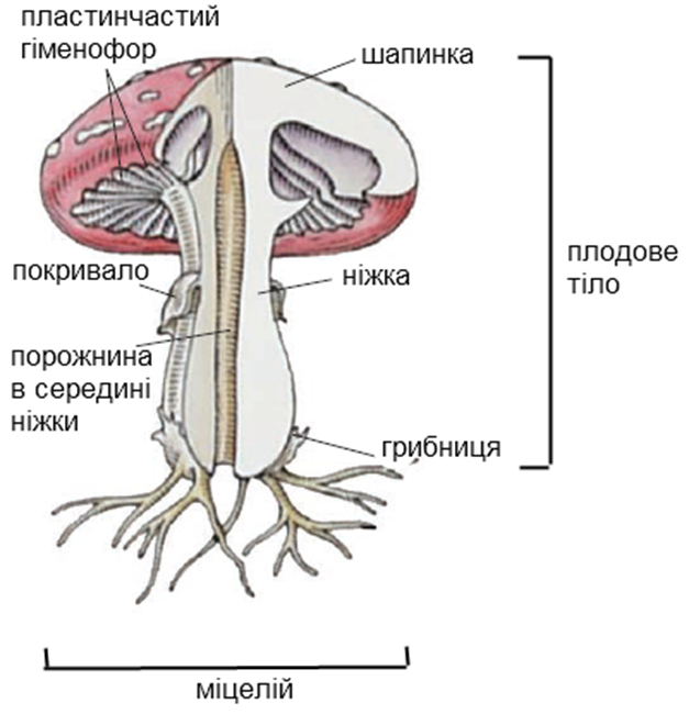 0300mho0-67ba-627x650.png