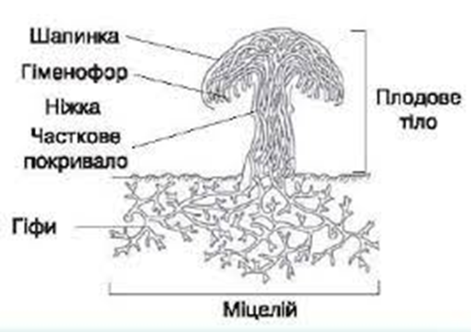 0300mhoc-c248-940x662.png