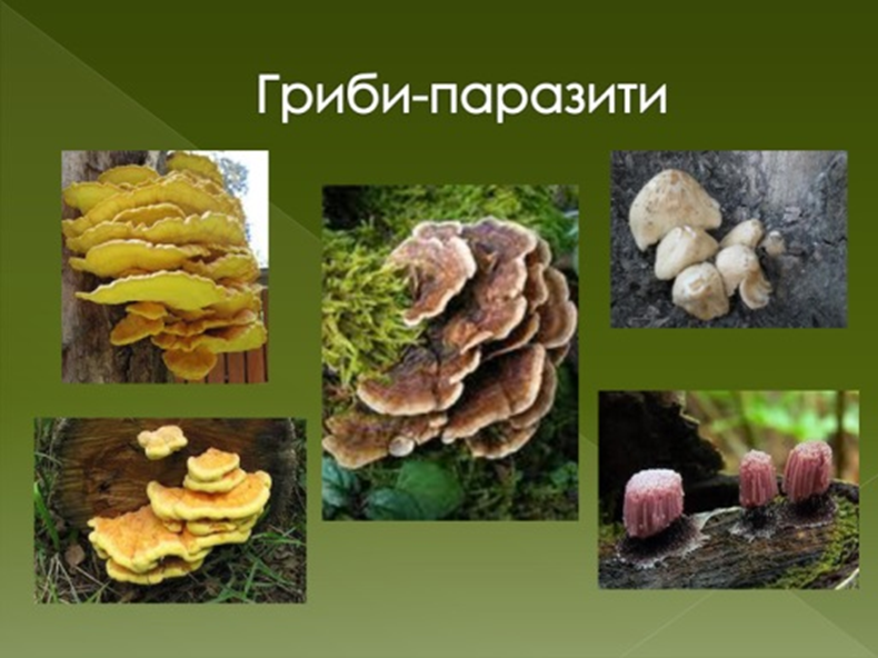 0300mhom-d47a-790x592.png