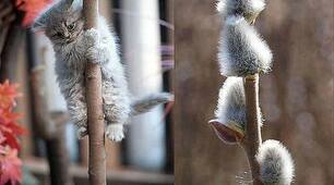 "Котики" Н.Кир'ян