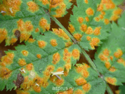 0300mogw-1659-178x134.png