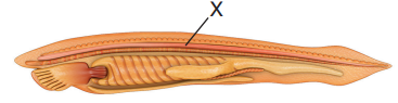 0300msxg-3421-367x95.png