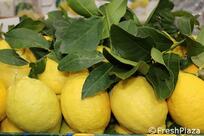 The Sorrento PGI lemon season is in its early stages