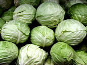 10 Types of Cabbage – Complete List and Guide - Northern Nester